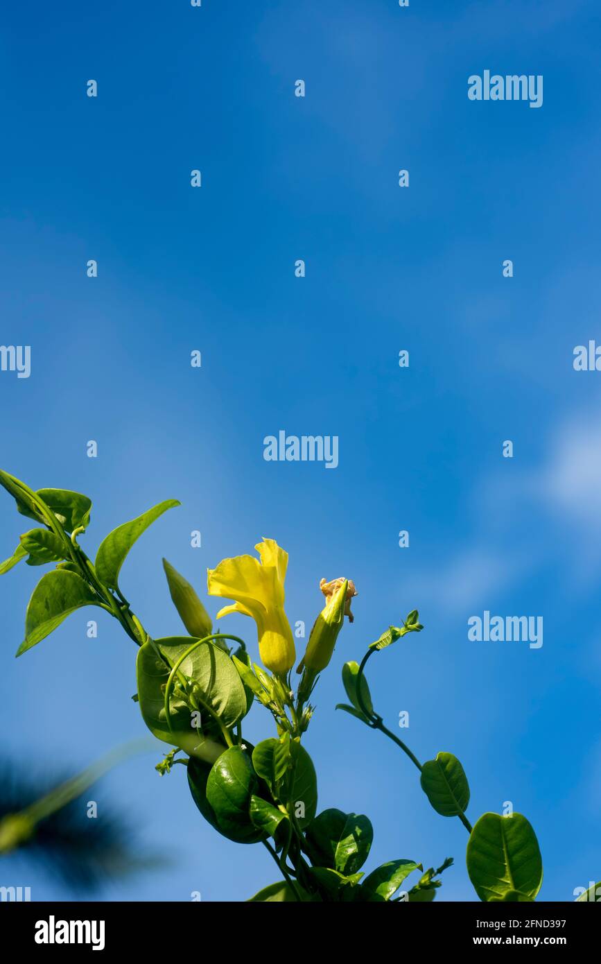 Lo schermo verticale di Tecoma Stans Yellow Flowers contro il cielo blu. Messa a fuoco selettiva. Nord America, Messico Foto Stock