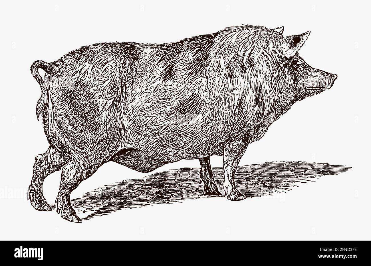 Raro cinghiale del Berkshire in vista di profilo, dopo un'incisione antica del 19 ° secolo Illustrazione Vettoriale
