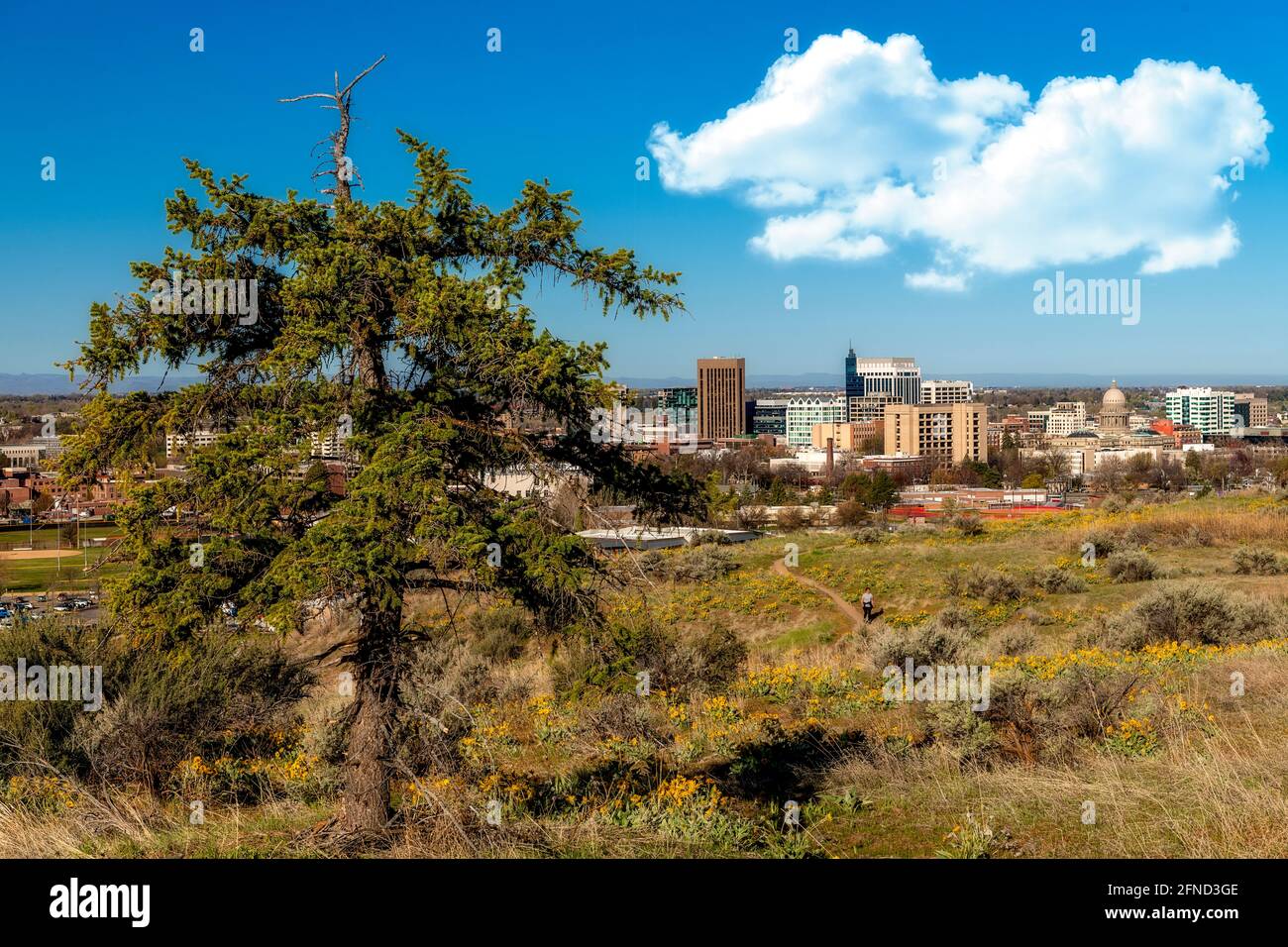 Boise città dai piedi sopra con fiori selvatici e un albero Foto Stock
