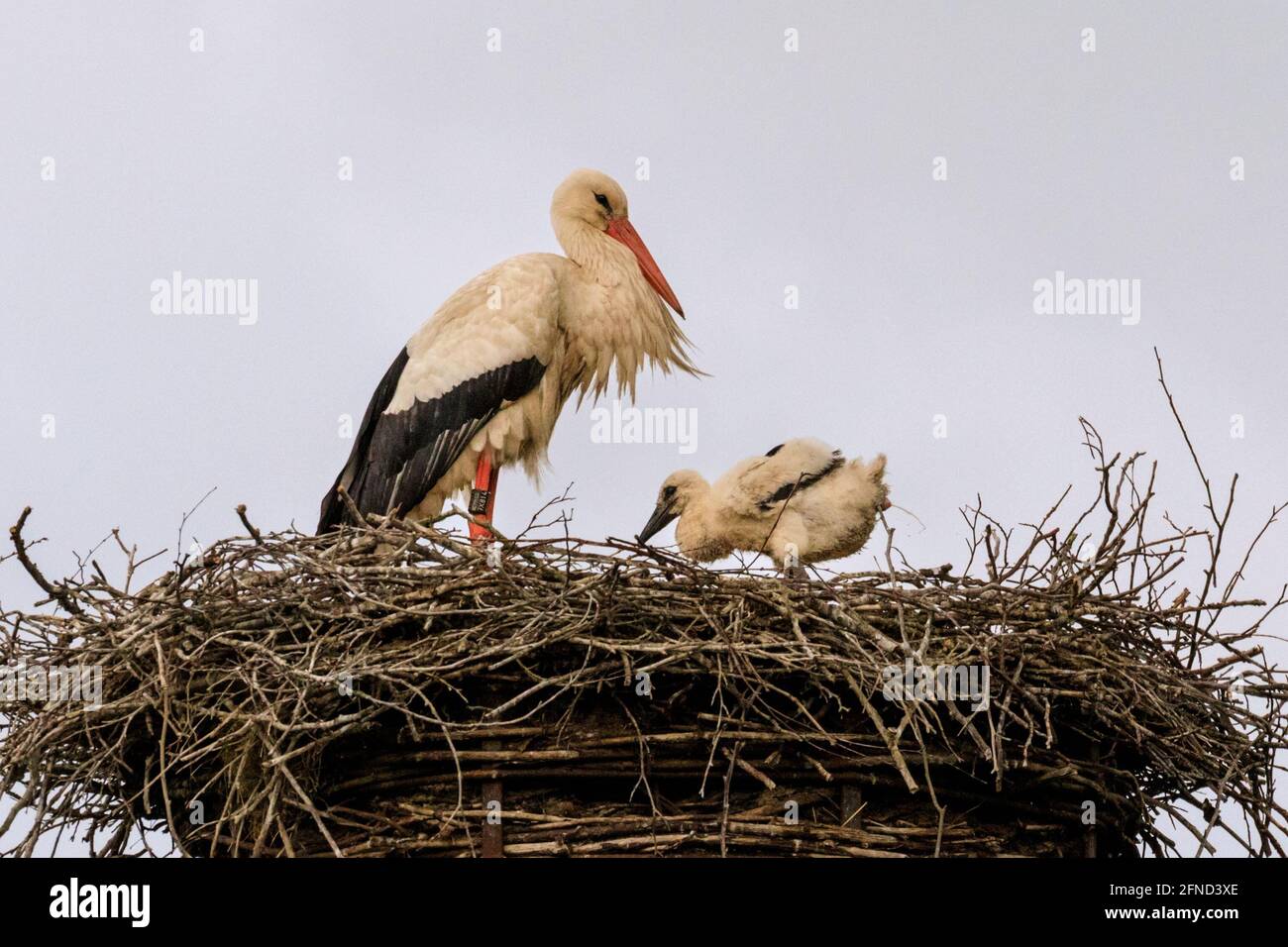 Dülmen, NRW, Germania. 16 maggio 2020. Il più grande dei pulcini prende alcuni passi tremendo. Una cicogna bianca selvatica (Ciconia ciconia) femmina tende a lei tre giovani nel loro nido. Le cicogne bianche stanno ritornando agli stessi luoghi di nidificazione per l'allevamento in questa zona per molti anni. Molti, come questa femmina, sono stati inandati per monitorare la loro migrazione annuale - questa femmina, taggata 7X814 è tornato ogni anno dal 2016 con un maschio chiamato 'Eugen'. Credit: Imageplotter/Alamy Live News Foto Stock