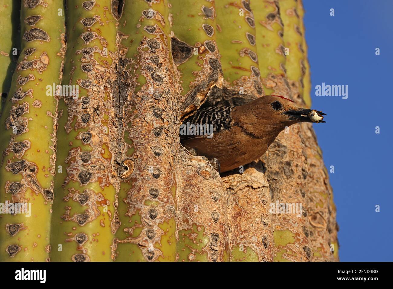 Gila picchio (Melanerpes uropygialis), volando dal nido in saguaro con sacco fecale, deserto di sonora, Arizona Foto Stock
