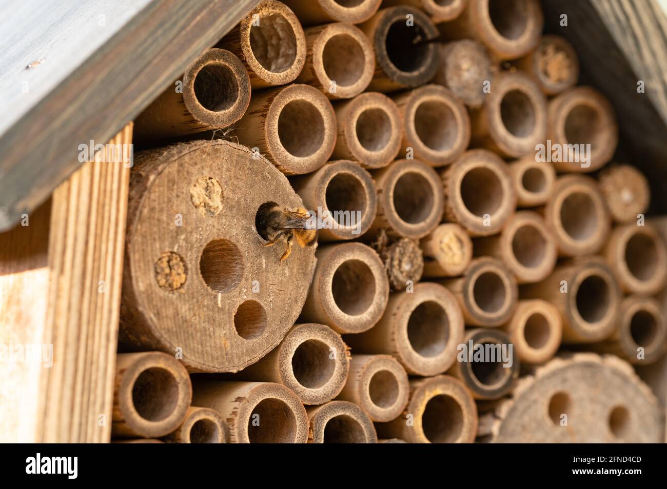 Api selvatiche nidificanti in un hotel di insetti di legno Foto Stock