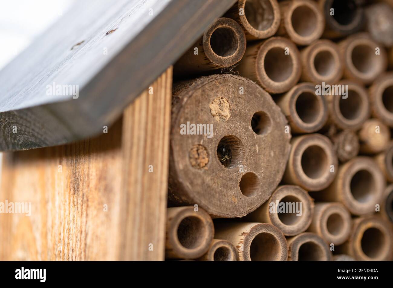 Api selvatiche nidificanti in un hotel di insetti di legno Foto Stock