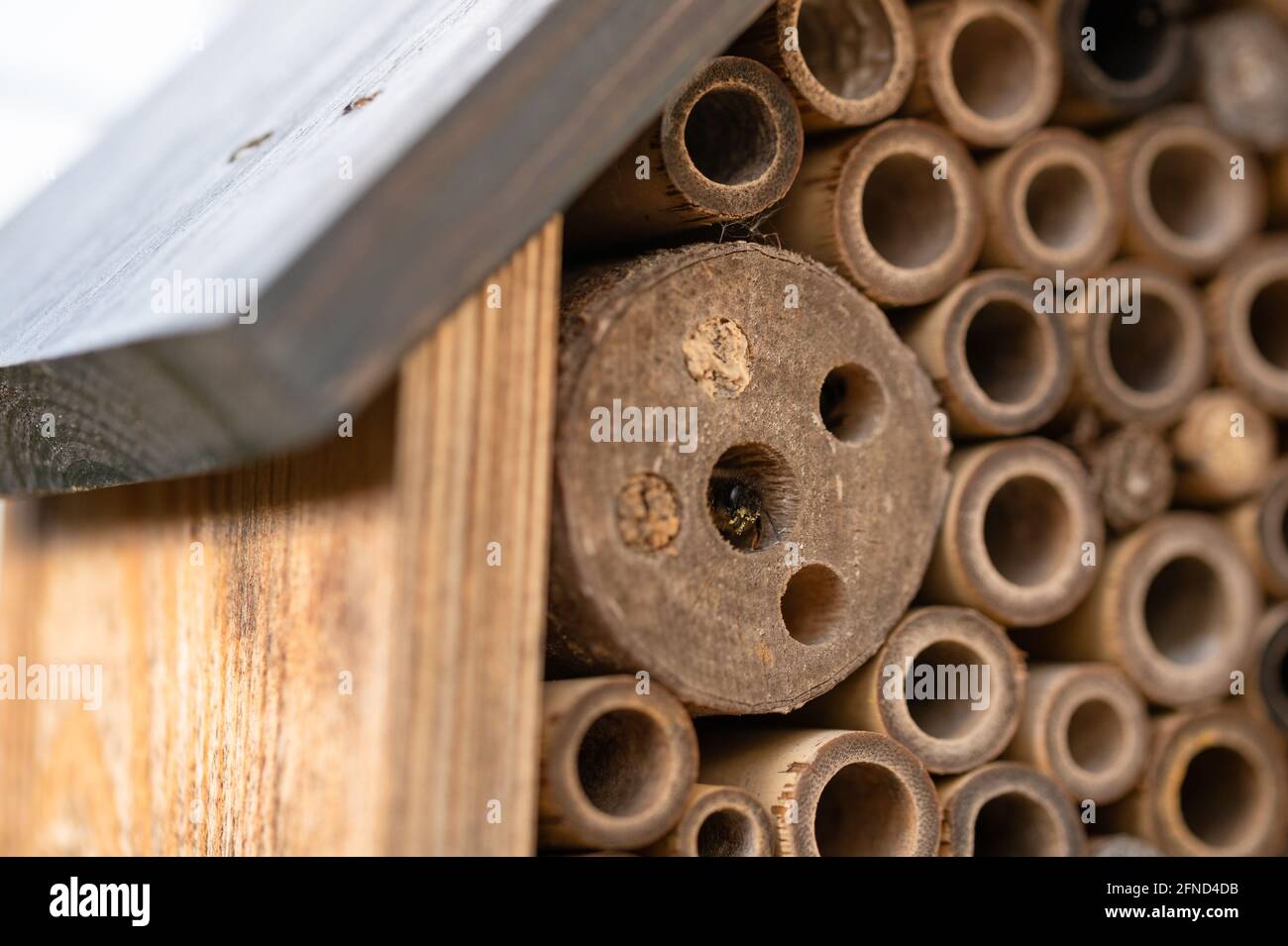 Api selvatiche nidificanti in un hotel di insetti di legno Foto Stock