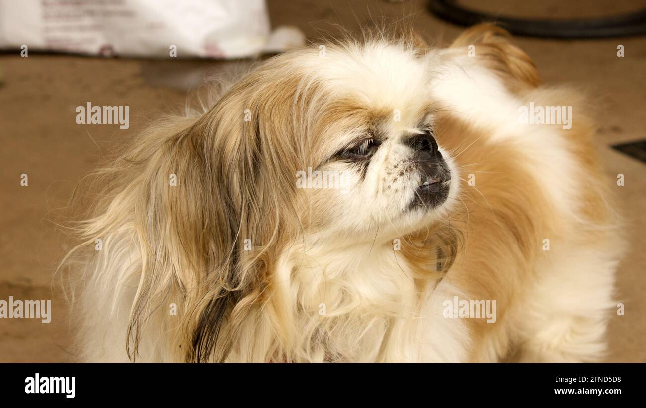 Un cane pekingese che guarda con orgoglio in lontananza Foto Stock Un cane pekingese che guarda con orgoglio in lontananza Foto Stock