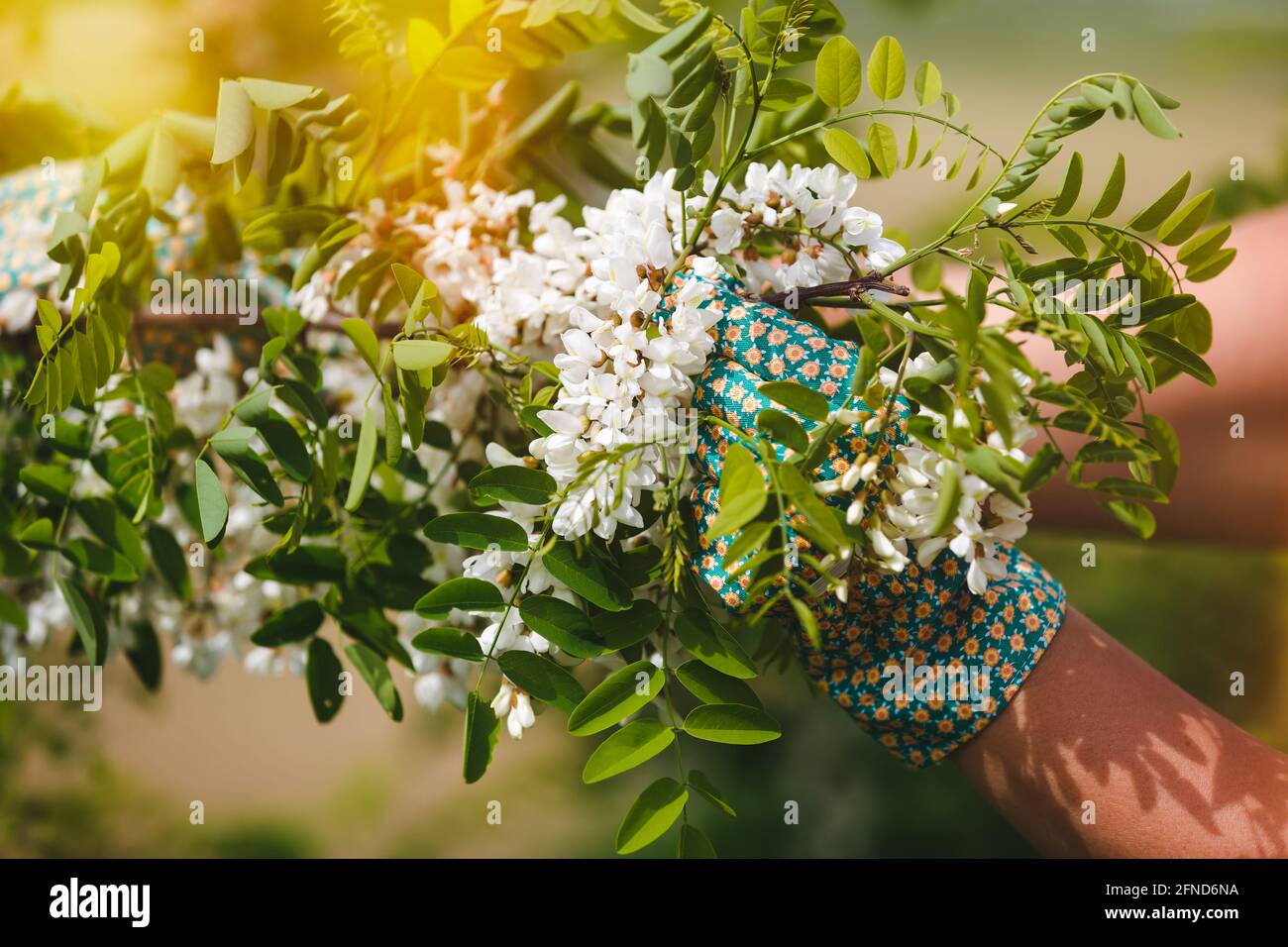 Raccolta fiori di Acacia. Mani della donna che toccano fiori freschi di acacia sull'albero durante il raccolto in primavera, fuoco selettivo Foto Stock