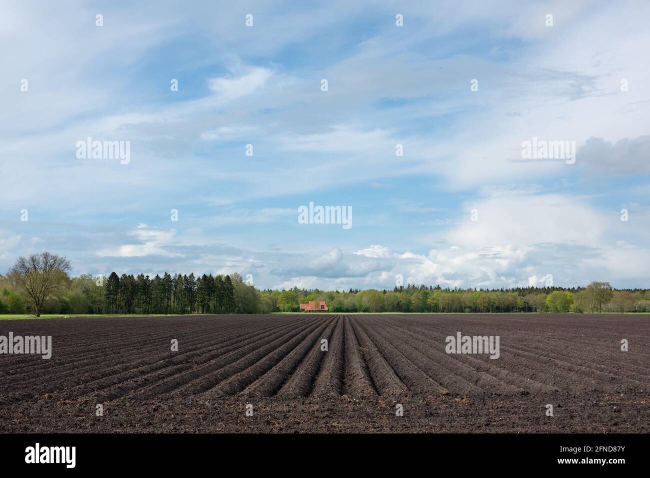 Paesaggio rurale in primavera con campo, preparato per la coltivazione di gigli, sotto il cielo blu con le nuvole, in lontananza una casa colonica in piastrelle rosse e una foresta Foto Stock