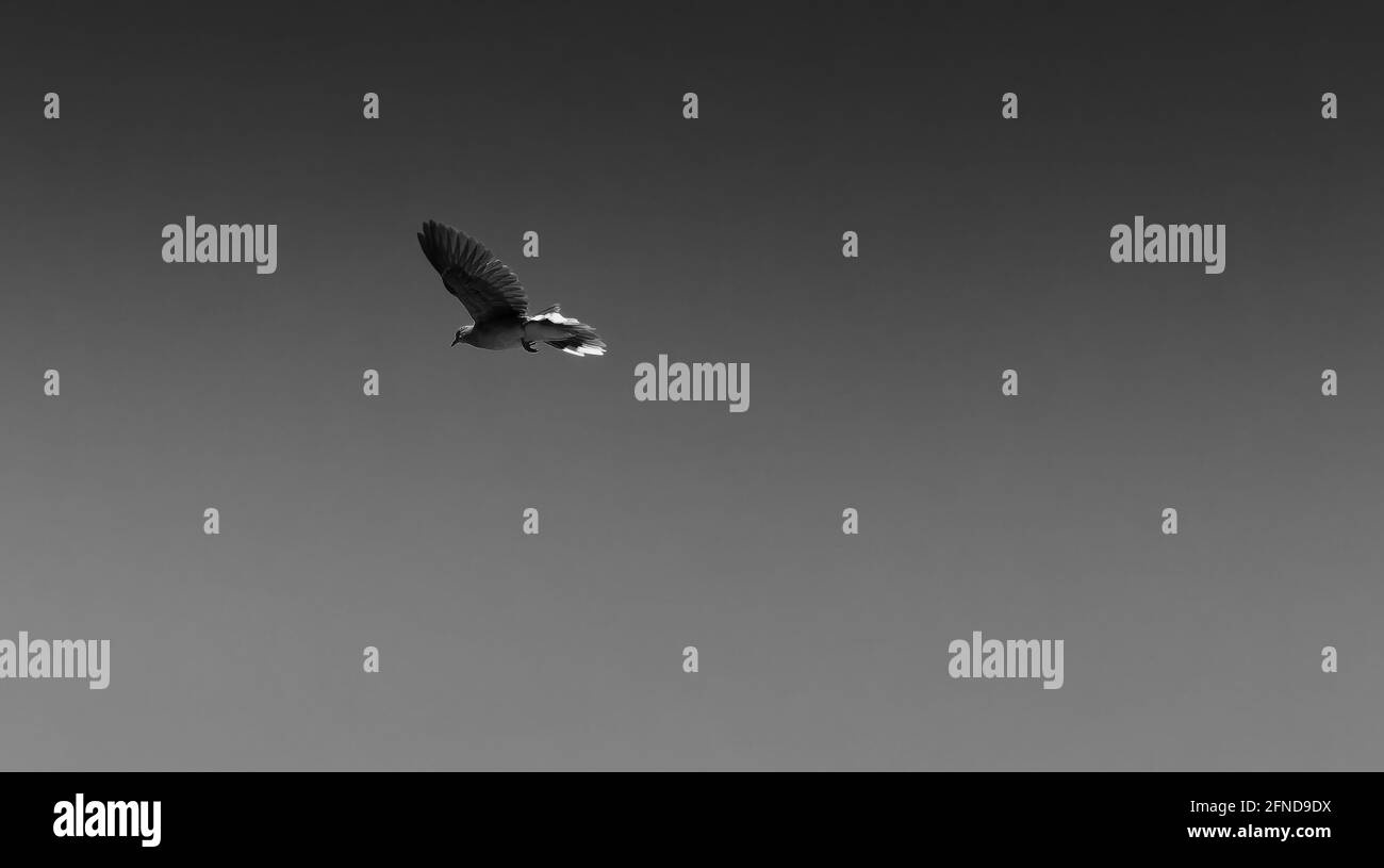 Uccelli che volano in aria un'immagine in bianco e nero. Foto Stock Uccelli che volano in aria un'immagine in bianco e nero. Foto Stock