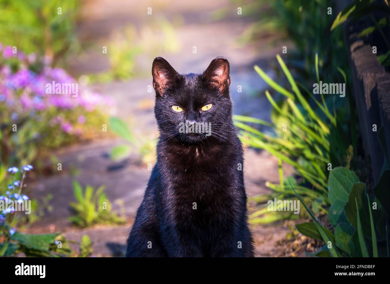 Ritratto di un gatto nero o gatto bombay guardando o fissando mentre si siede fermo. Felis silvestris, Felis catus Foto Stock