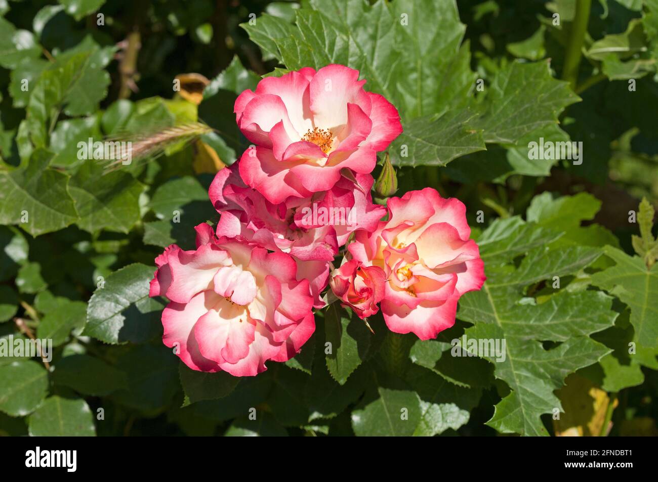 Rosa gallica L. nel Parco di Villa Borghese, Roma, Lazio, Italia Foto Stock