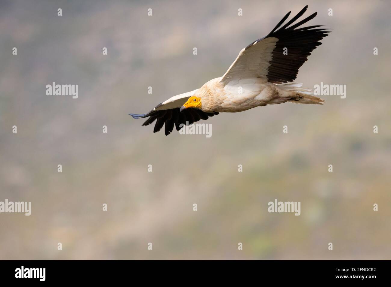 Un avvoltoio egiziano (Neophron percnopterus) che vola nelle montagne dei Pirenei spagnoli. Foto Stock