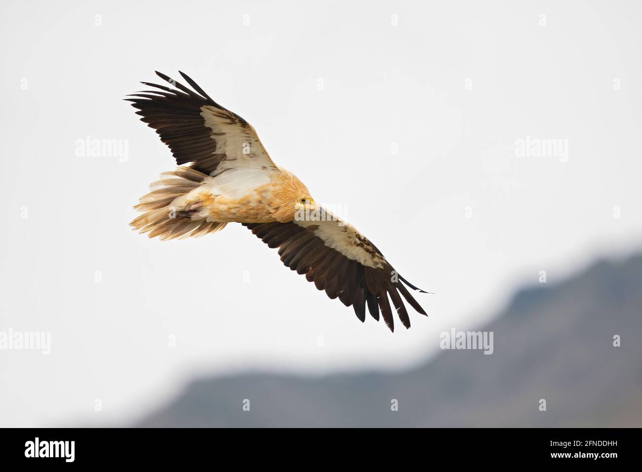 Un avvoltoio egiziano (Neophron percnopterus) che vola nelle montagne dei Pirenei spagnoli. Foto Stock