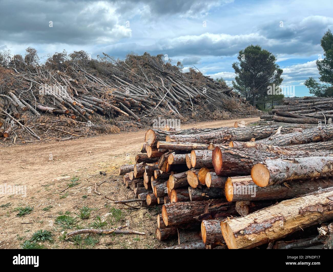 un mucchio di tronchi di pino gelificato accatastato sul bordo di un percorso, legno, materia prima di pineta, foresta tagliata, orizzontale Foto Stock