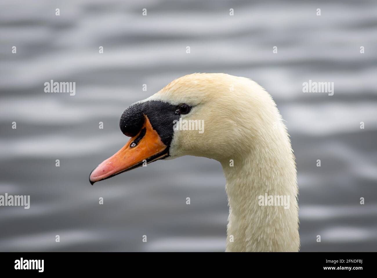 White Mute Swan Cygnets con pannocola e penna Foto Stock