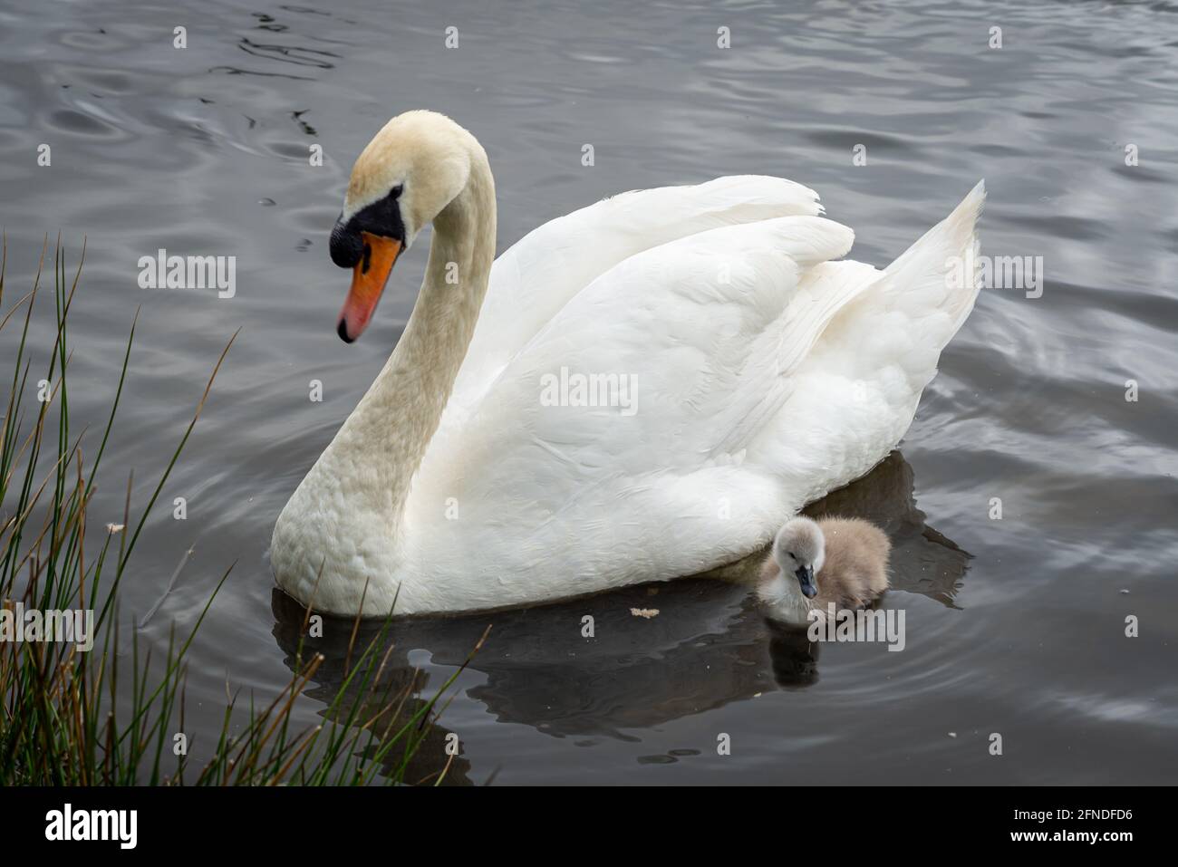 White Mute Swan Cygnets con pannocola e penna Foto Stock