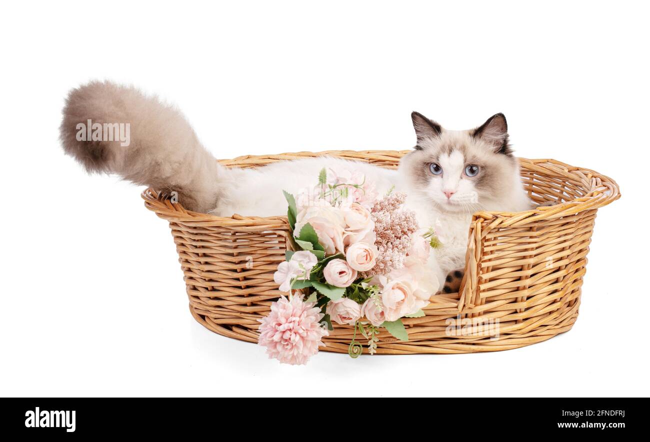 Ragdoll gatto sei mesi su sfondo bianco Foto Stock