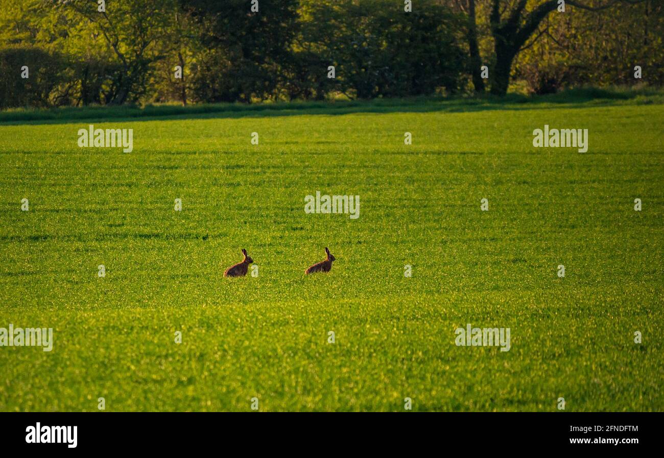 East Lothian, Scozia, Regno Unito, 16 maggio 2021. Regno Unito tempo: Fauna selvatica in sera sole: Bruna lepri in un campo di coltura come il sole va giù Foto Stock