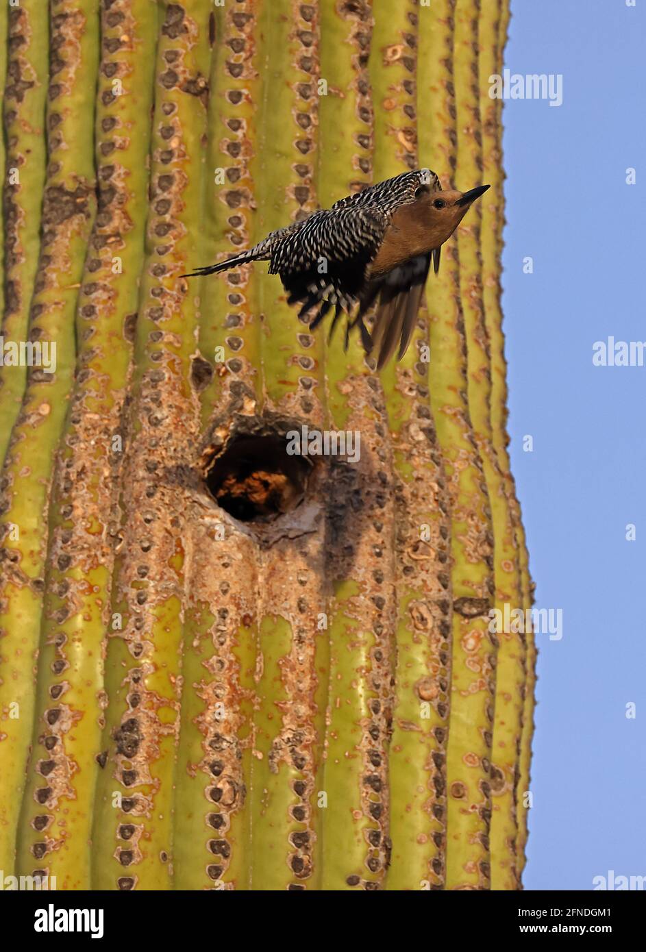 Gila picchio (Melanerpes uropygialis), volando dal nido in saguaro, deserto di sonora, Arizona Foto Stock