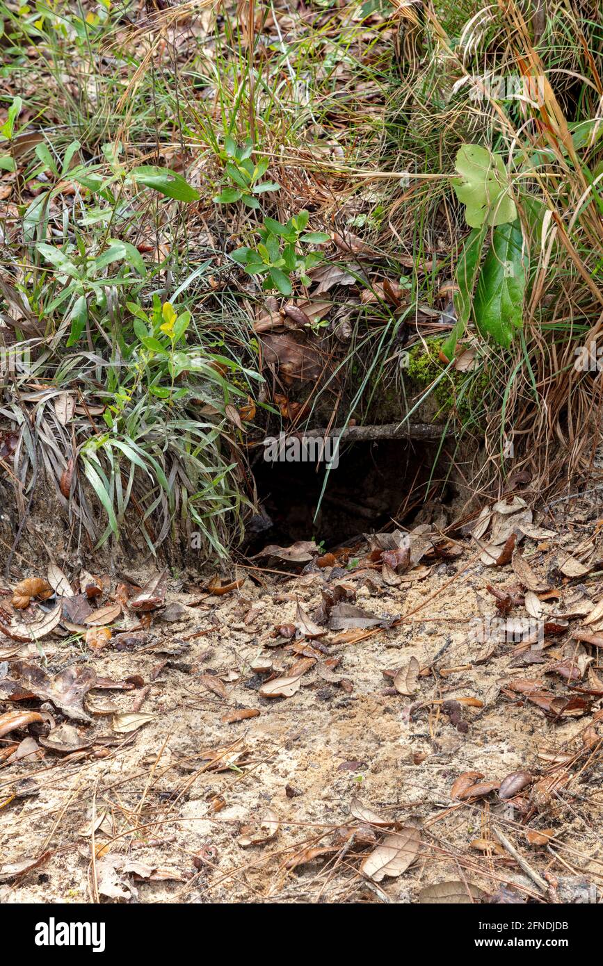 Gopher Tortise (Gopherus polyphemus) burrow, attivo, specie di Keystone, Western Panhandle of Florida, USA, di James D Coppinger/Dembinsky Photo Assoc Foto Stock