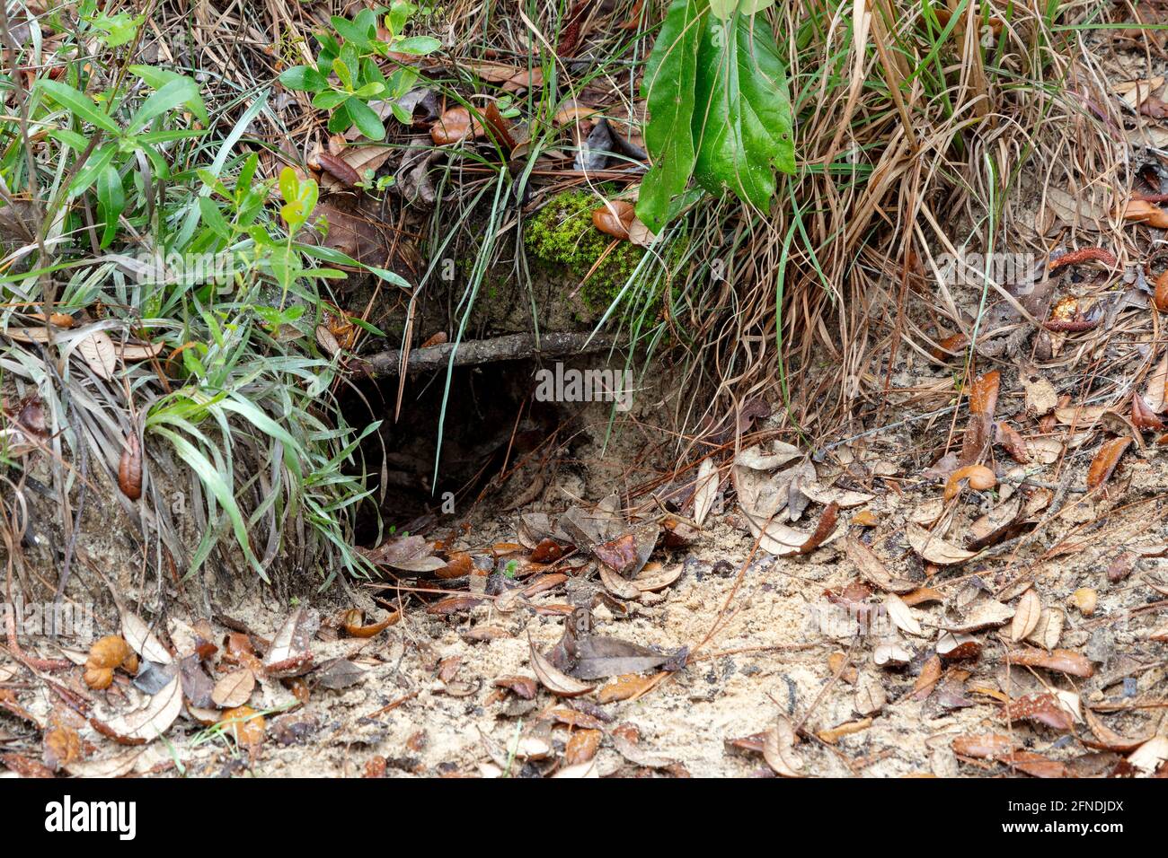 Gopher Tortise (Gopherus polyphemus) burrow, attivo, specie di Keystone, Western Panhandle of Florida, USA, di James D Coppinger/Dembinsky Photo Assoc Foto Stock