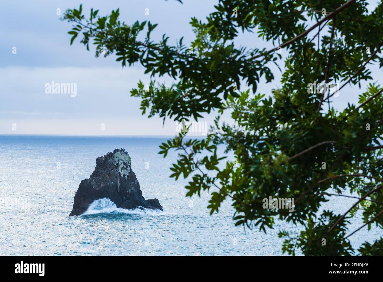 Pila di mare dietro l'albero con le foglie Foto Stock