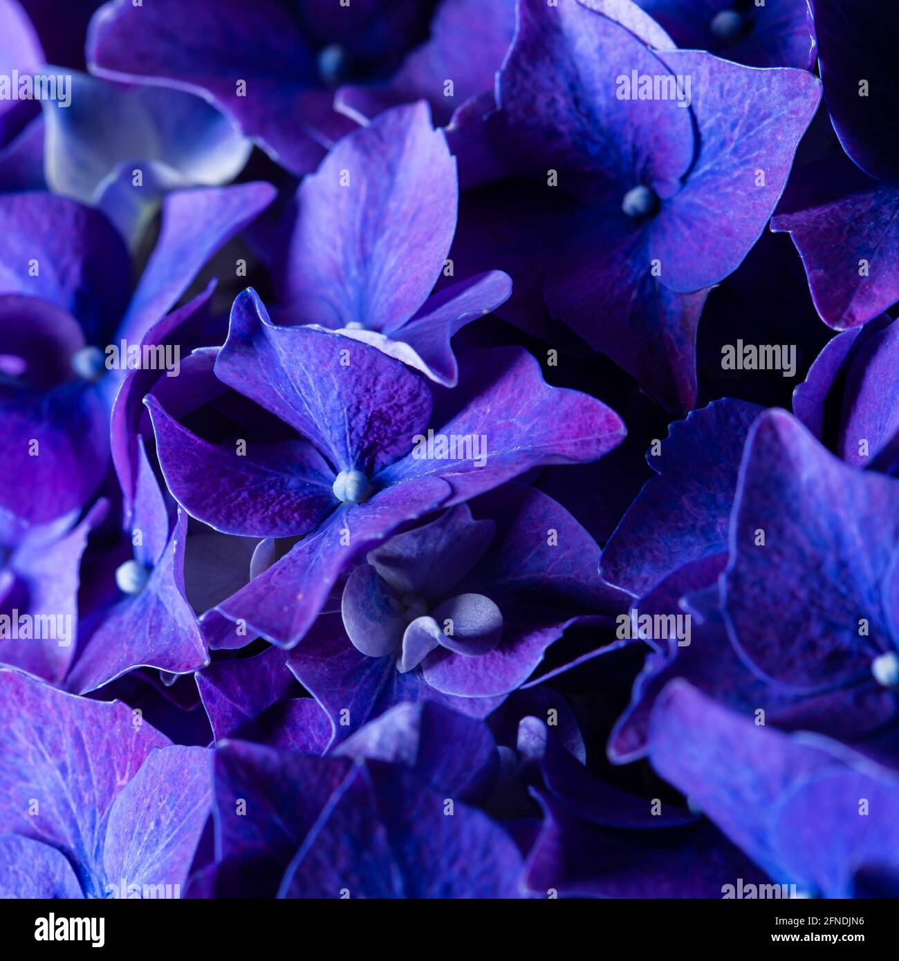 Blu porpora bellissimi fiori idrangea in fiore bouquet guardaroba ancora Foto Stock