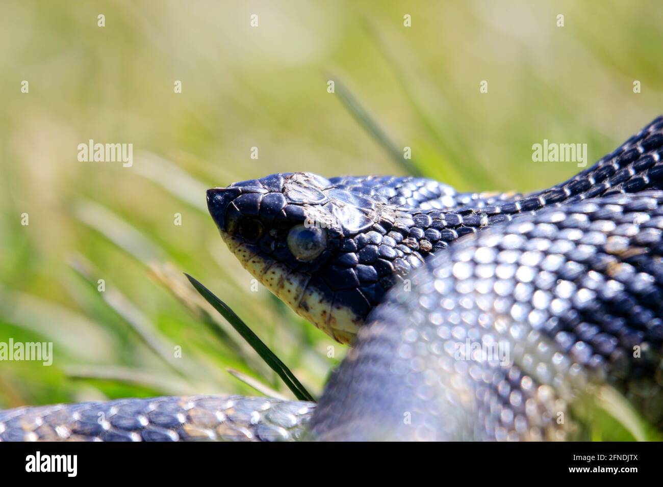 Un serpente di hognose orientale tutto nero che si sfugga al collo in un meccanismo difensivo. Questo serpente è innocuo, ma puff fuori per apparire come una cobra. Foto Stock