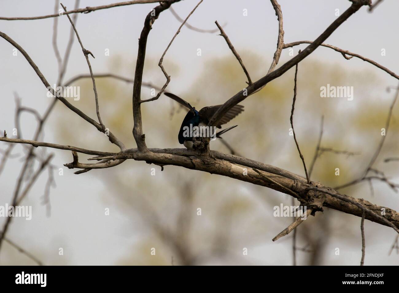 Un paio di swallows di albero di accoppiamento appollaiato su una scatola di nidificazione che cantano l'uno all'altro. Foto Stock