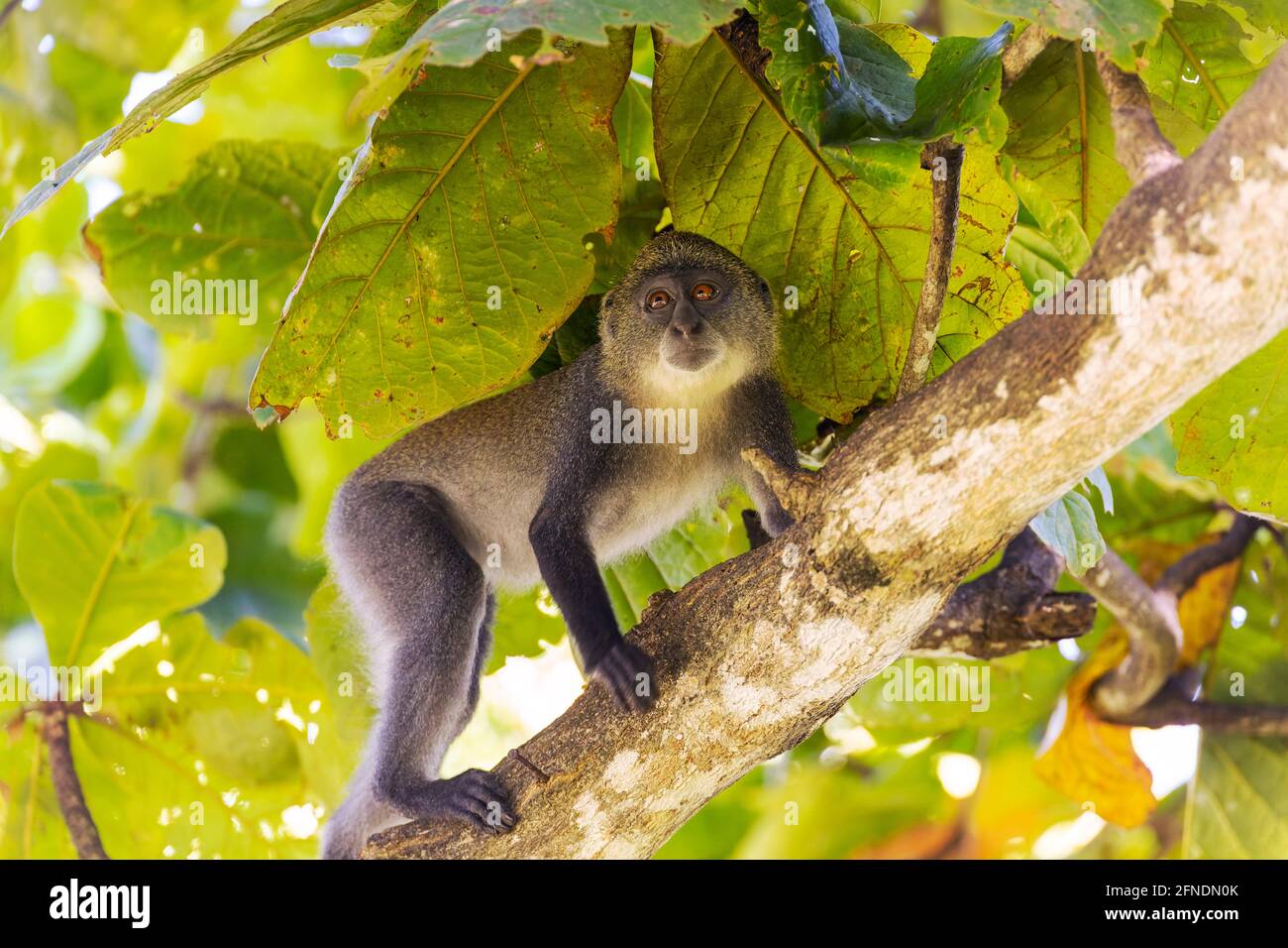 Scimmia dalla gola bianca (cercopithecus albogularis) in un albero, Kenya, Africa Foto Stock