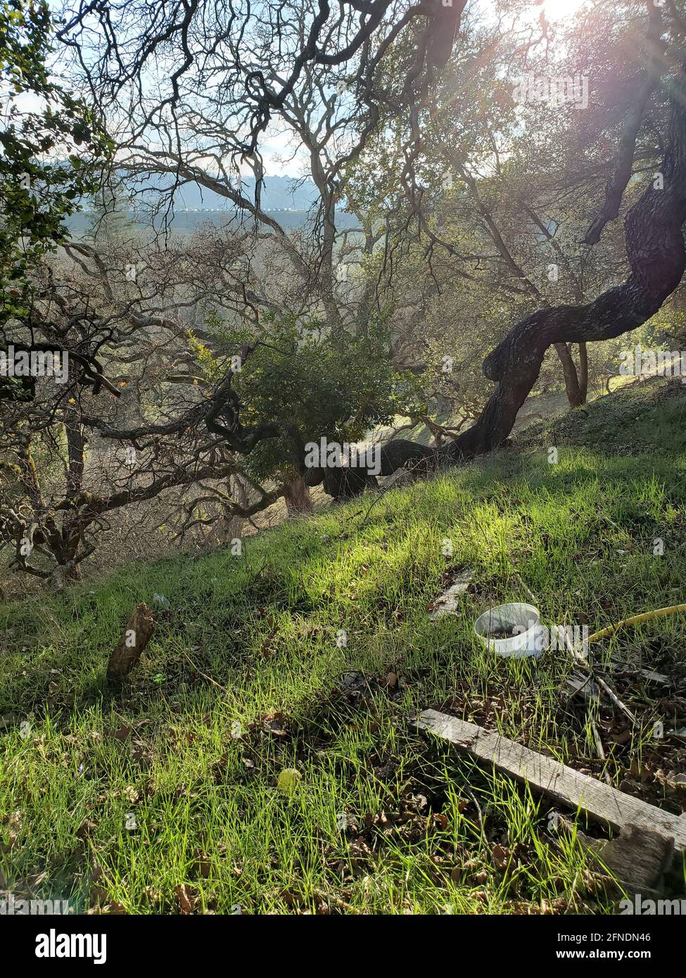 Fotografia di alberi e cespugli ramificati su un pendio erboso a Lafayette, California, 15 gennaio 2021. () Foto Stock