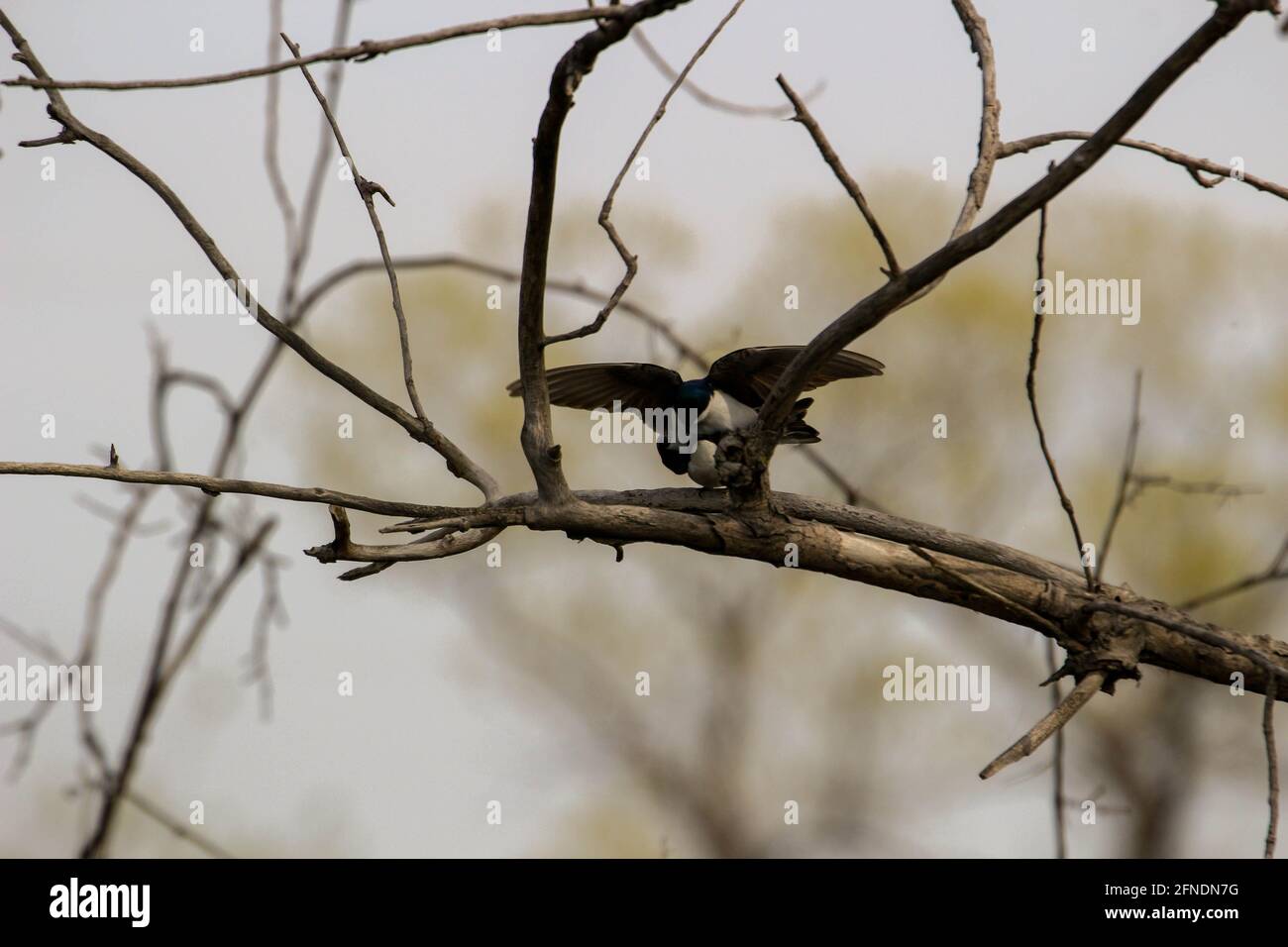 Un paio di swallows di albero di accoppiamento appollaiato su una scatola di nidificazione che cantano l'uno all'altro. Foto Stock