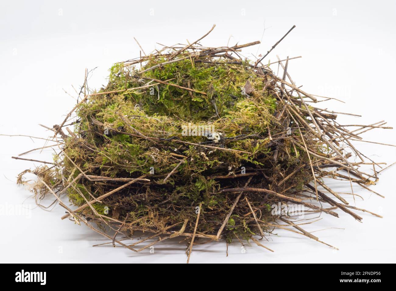 Dunnock Nest, Prunella modularis, noto anche come Hedge Sparrow, isolato su sfondo bianco, Londra, Regno Unito Foto Stock