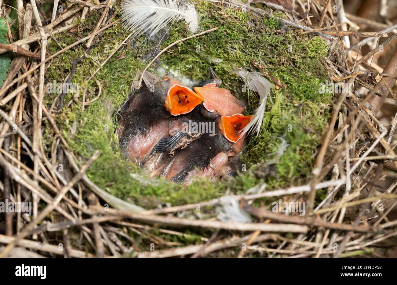 Dunnock o Hedge Sparrow, Prunella modularis, nestlings altricial in Nest, Brent Reservoir, Londra Regno Unito Foto Stock