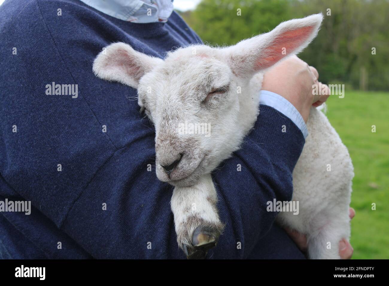 Carino agnello addormentato in braccia contadine Foto Stock