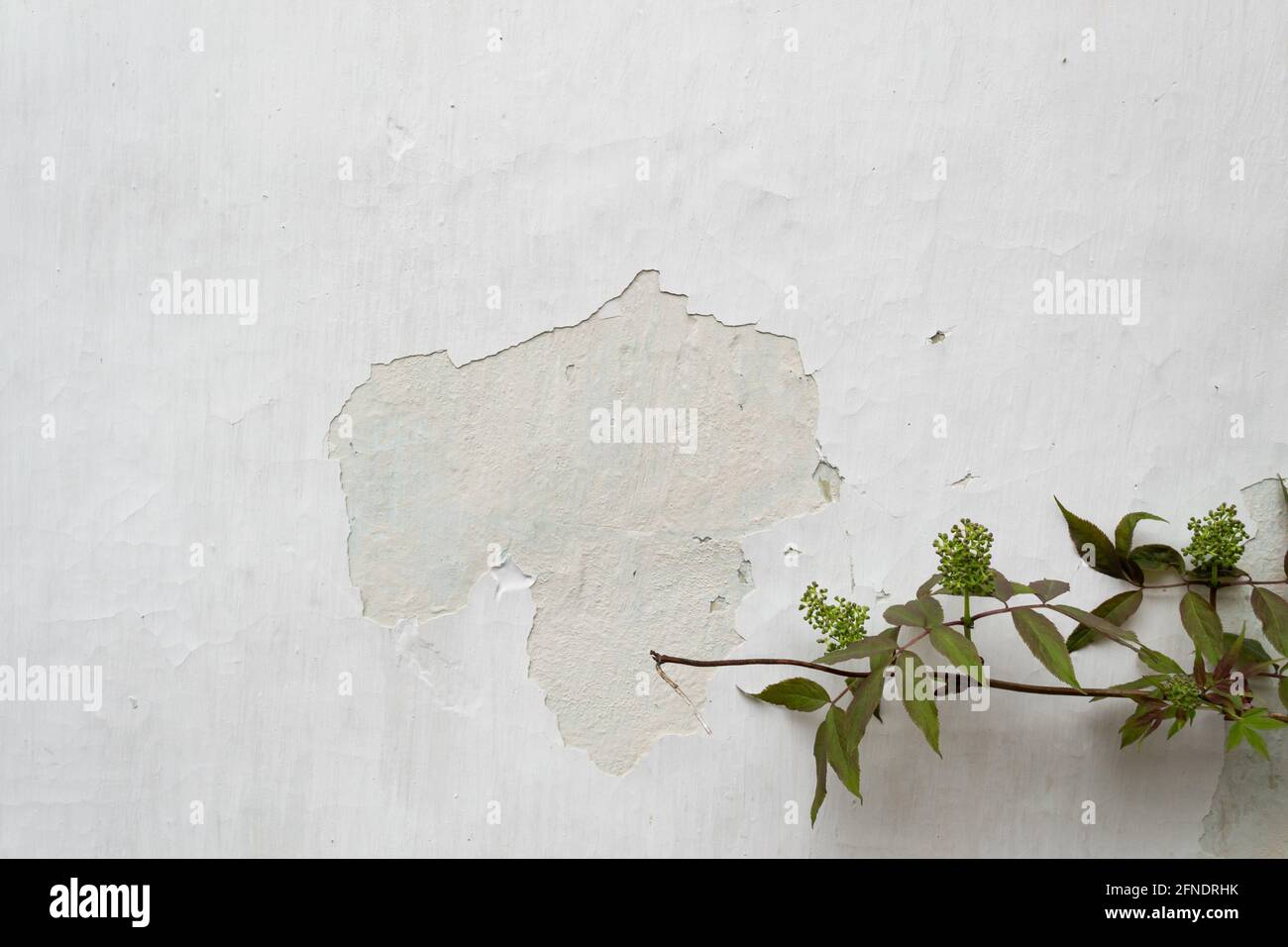 Parete bianca con vernice da peeling e ramificazione di pianta Foto Stock