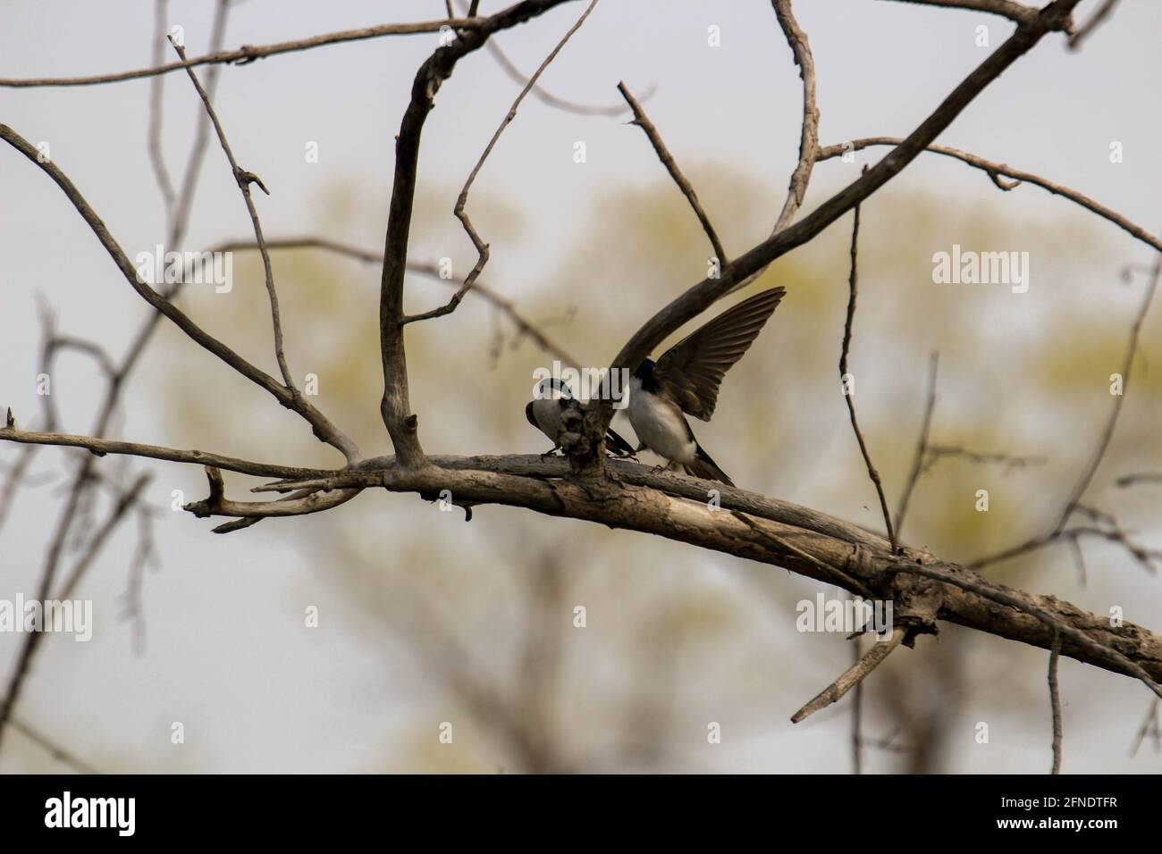 Un paio di swallows di albero di accoppiamento appollaiato su una scatola di nidificazione che cantano l'uno all'altro. Foto Stock