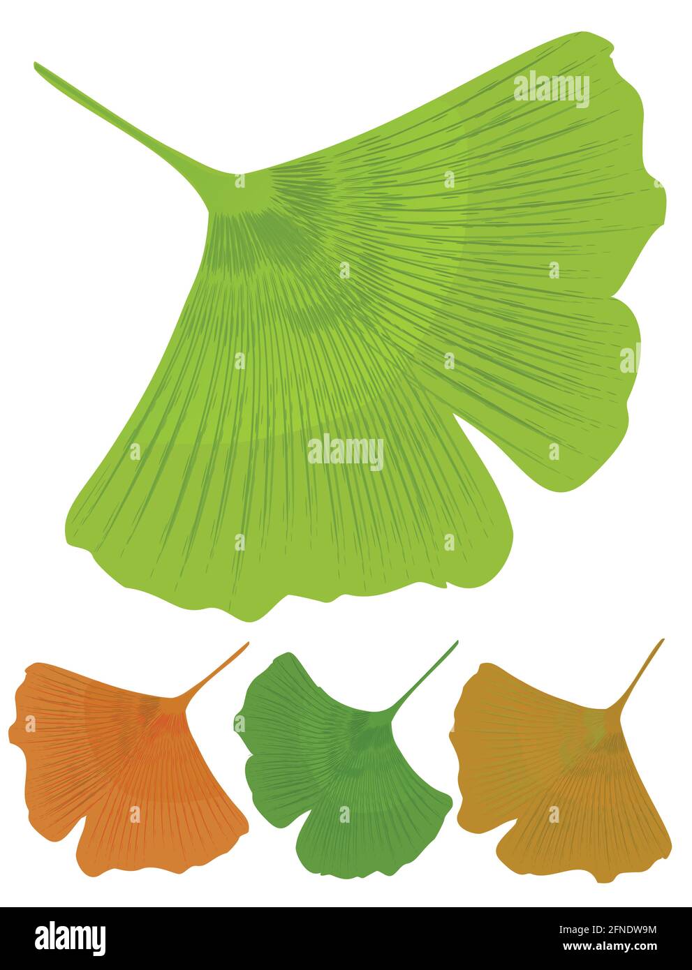 Foglia isolata di ginkgo biloba, albero medicinale con effetto antiossidante. Varianti di colore dell'albero: Verde, giallo, arancione Illustrazione Vettoriale