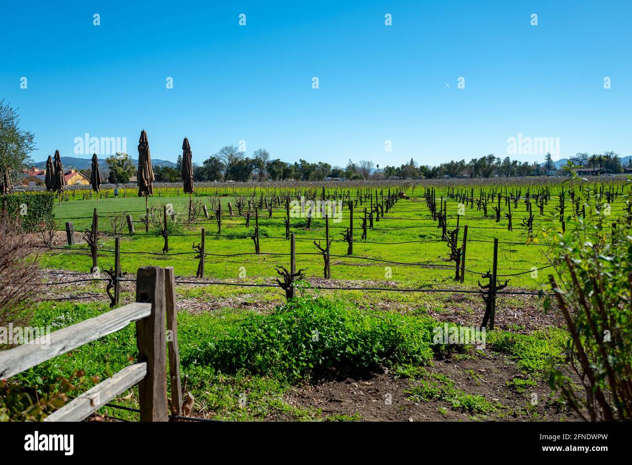 Fotografia di un'area viticola con viti già potate presso la V. Sattui Winery a St Helena, California, 6 febbraio 2021. () Foto Stock