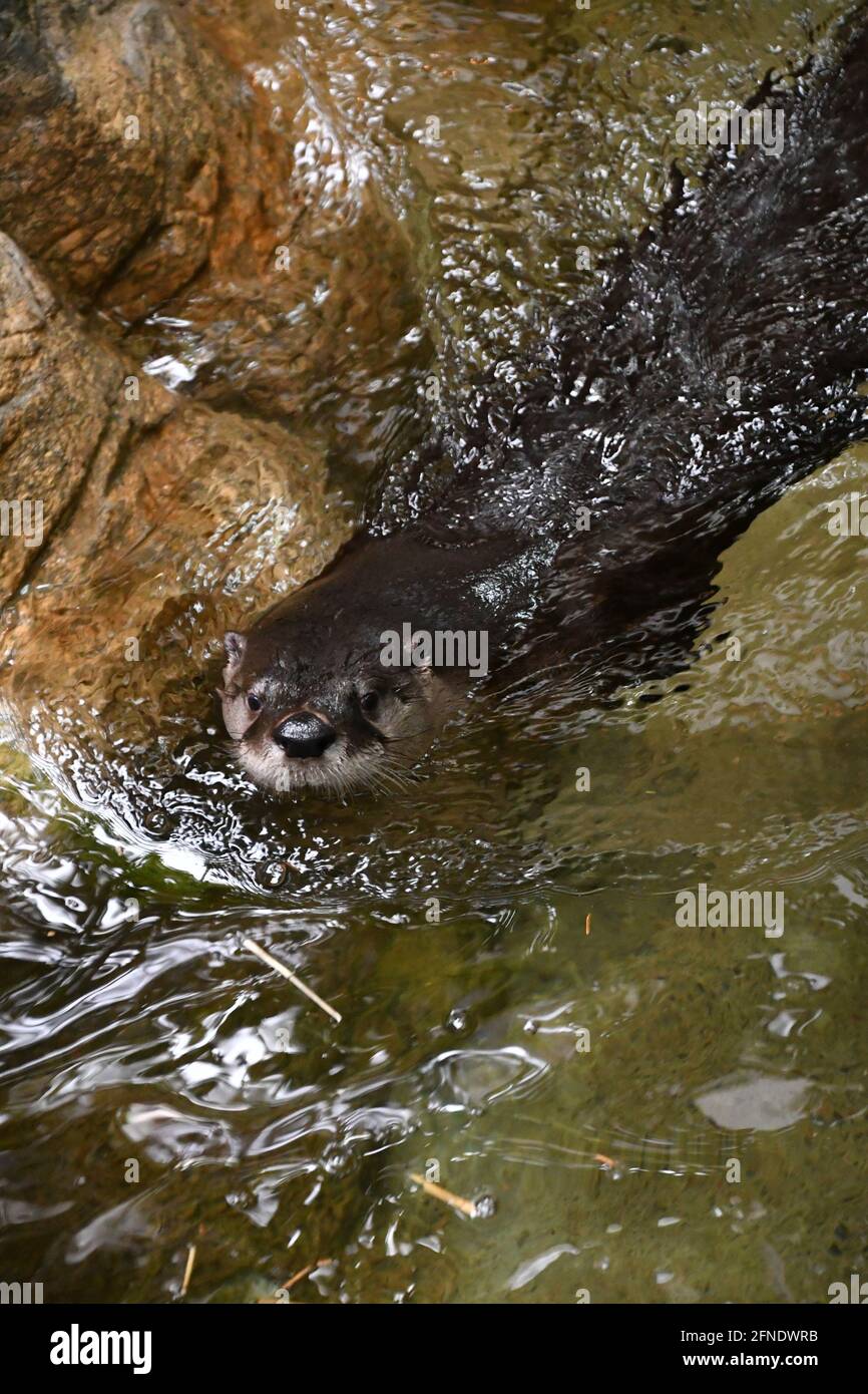 Bella Otter nuotare intorno a Montreal Biodôme, Montreal, Québec, Canada Foto Stock