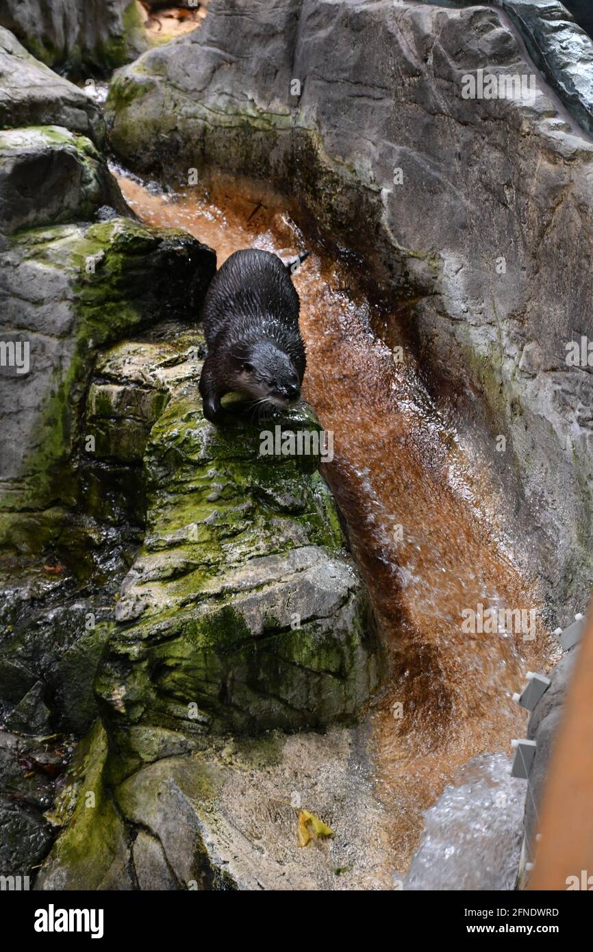 Bella Otter nuotare intorno a Montreal Biodôme, Montreal, Québec, Canada Foto Stock