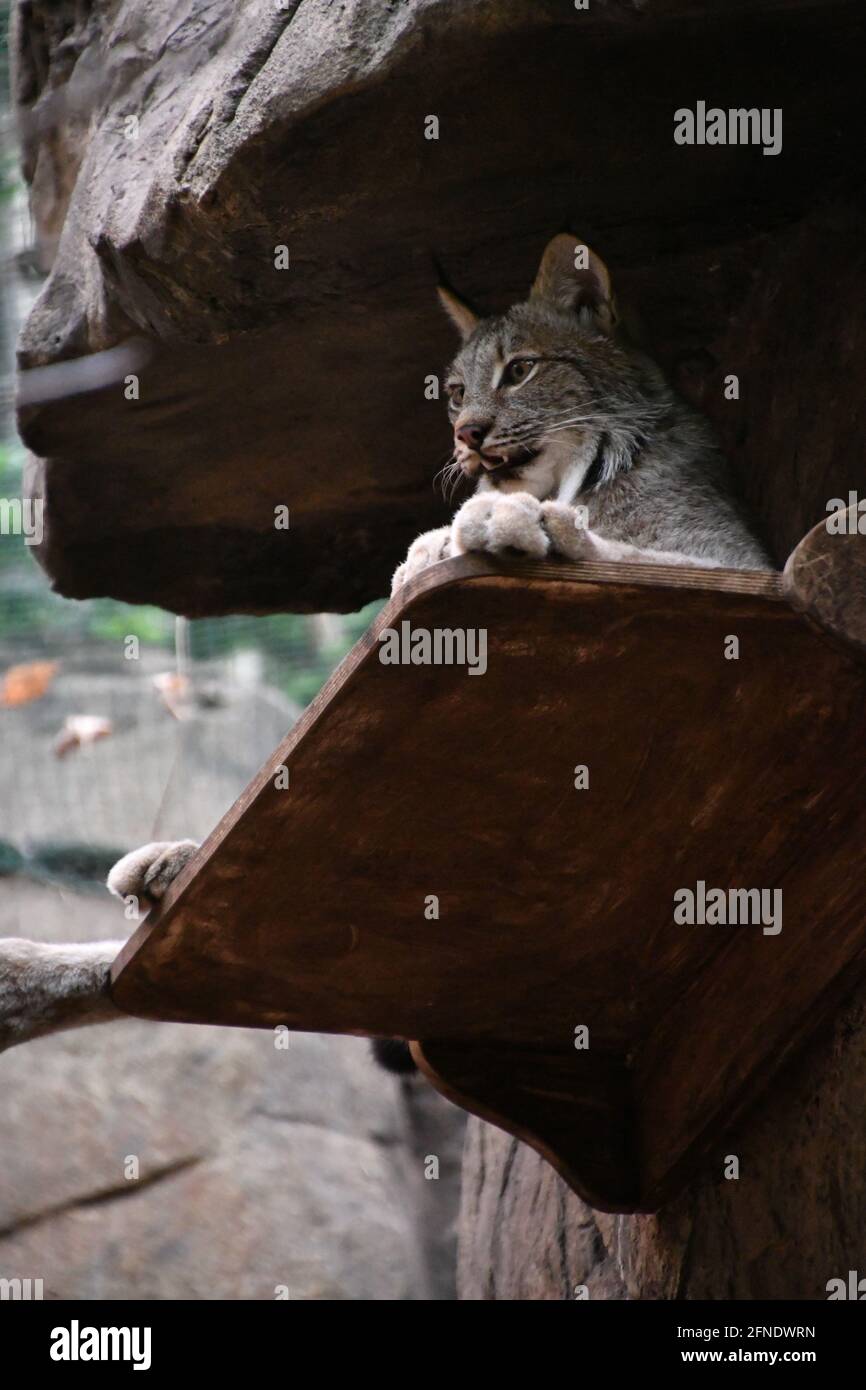 Lynx gatto selvaggio rilassarsi su una sporgenza a Montreal Biodôme, Montreal, Québec, Canada Foto Stock