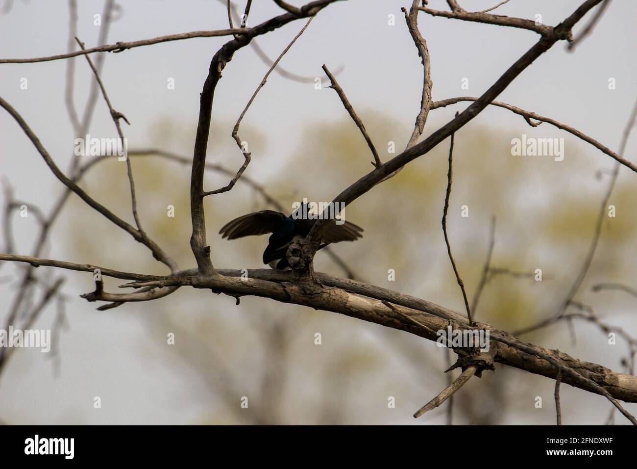 Un paio di swallows di albero di accoppiamento appollaiato su una scatola di nidificazione che cantano l'uno all'altro. Foto Stock