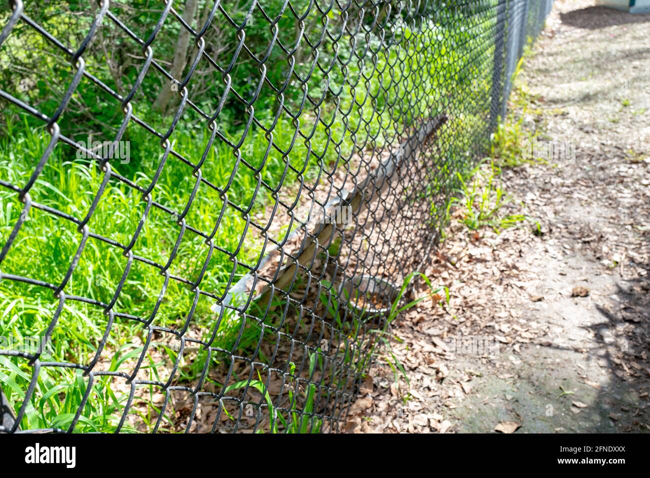 La stazione di alimentazione del gatto è visibile dietro una recinzione a Danville, California, 20 marzo 2021. () Foto Stock