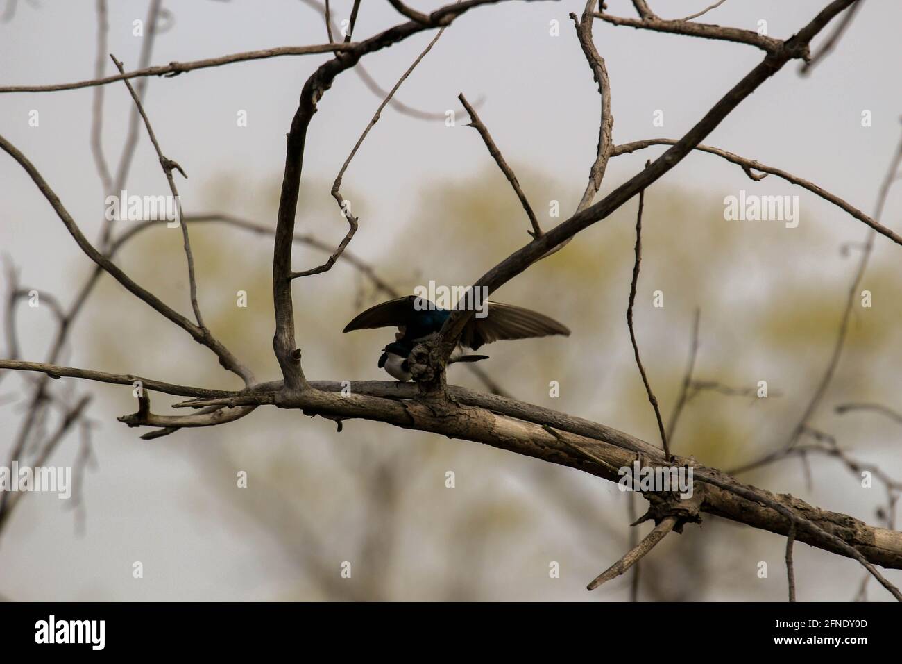 Un paio di swallows di albero di accoppiamento appollaiato su una scatola di nidificazione che cantano l'uno all'altro. Foto Stock