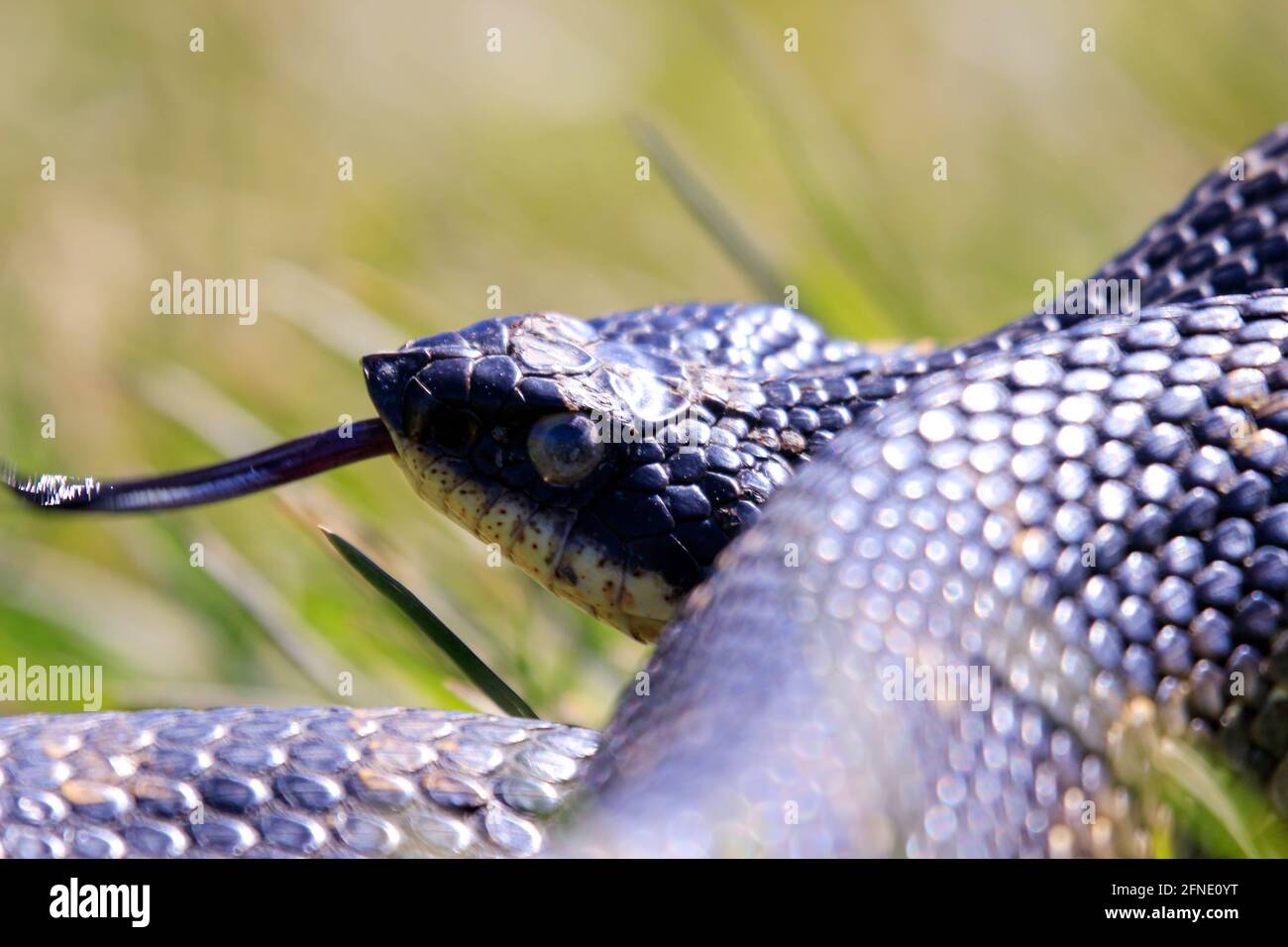 Un serpente di hognose orientale tutto nero che si sfugga al collo in un meccanismo difensivo. Questo serpente è innocuo, ma puff fuori per apparire come una cobra. Foto Stock