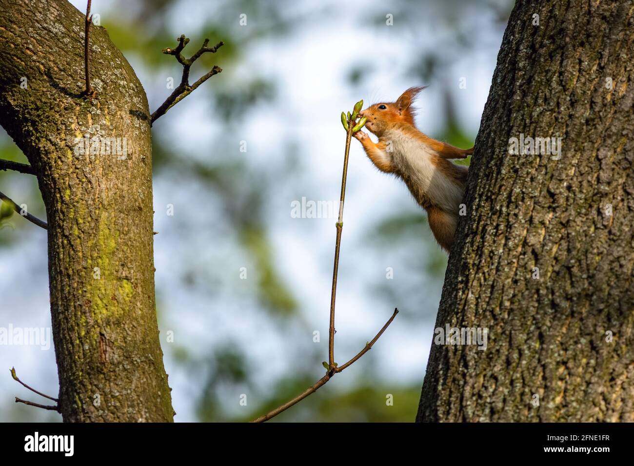Un carino scoiattolo rosso europeo che si arrampica su un albero odorando un fresco prigioniero verde. Lucernario blu sfocato che lascia sullo sfondo. Giornata primaverile in un parco. Foto Stock