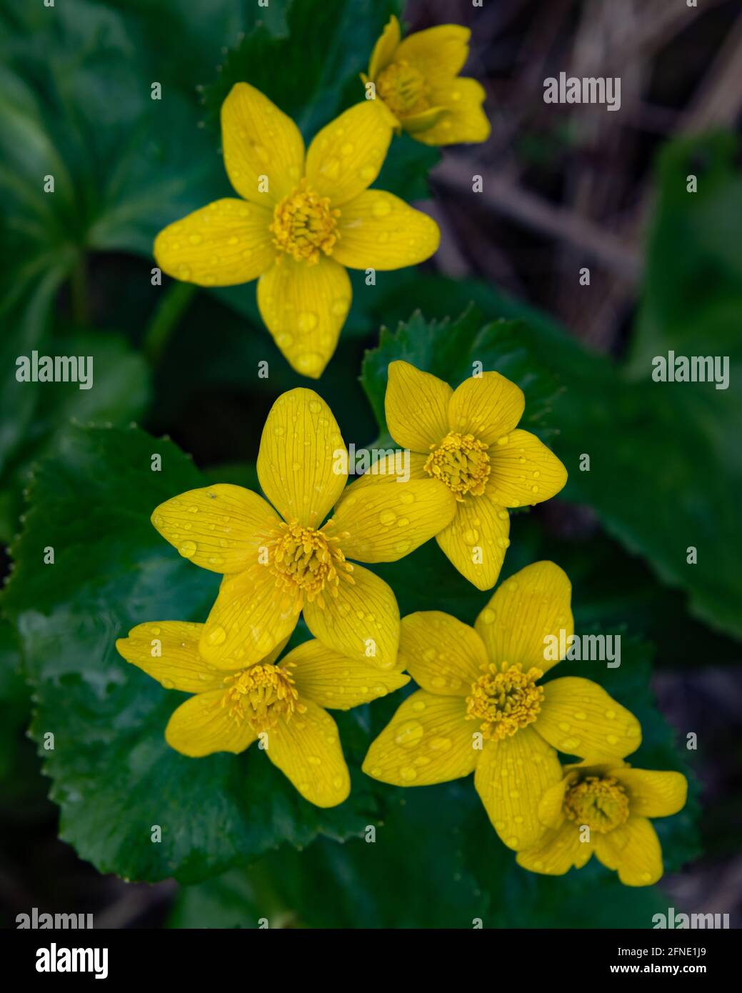 Palude gialla fiori marigold, Caltha palustris, che cresce in un Adirondack Montagne, NY zona umida. Foto Stock