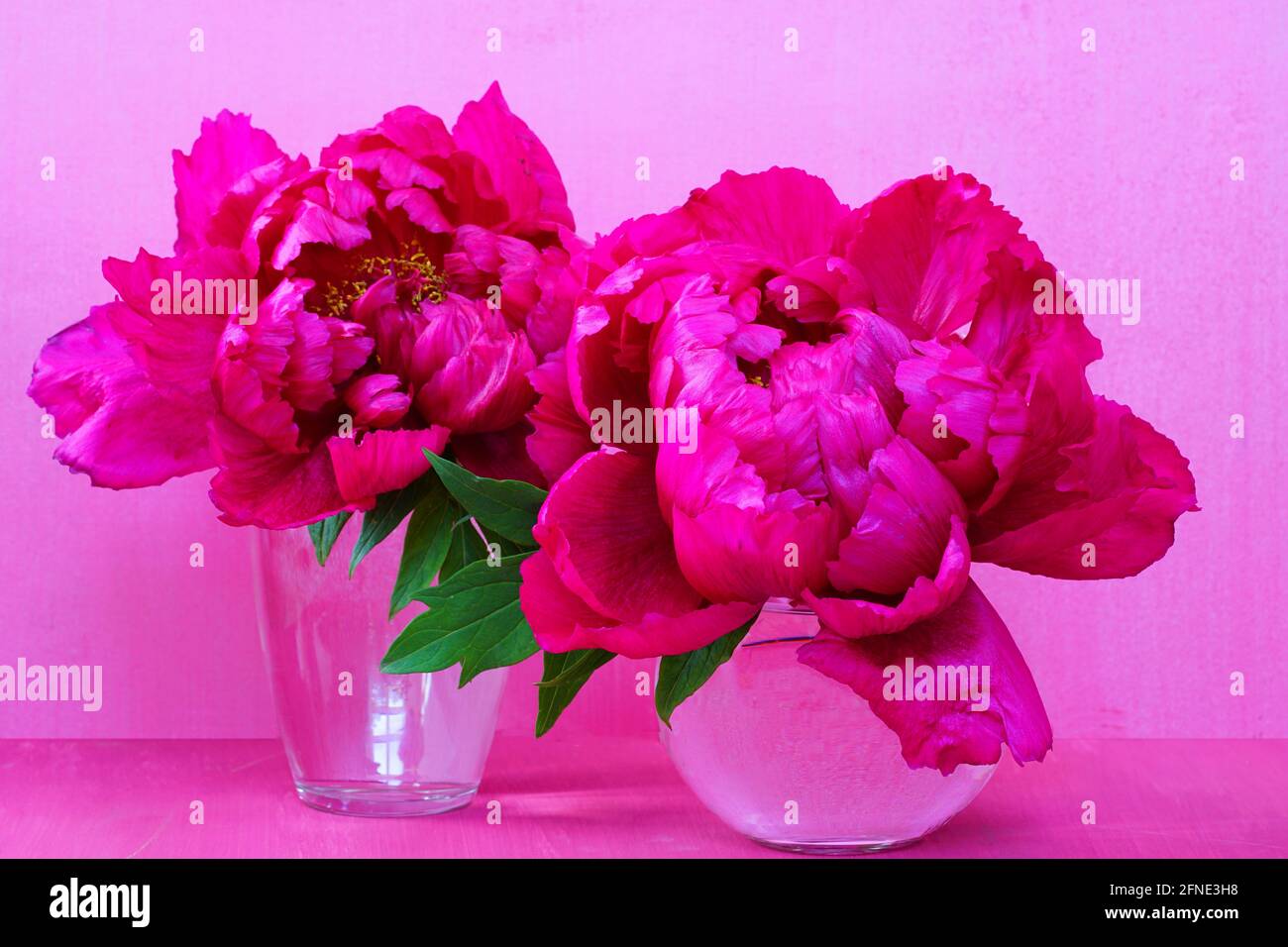 Fiori di peonia rosa albero in un vaso Foto Stock