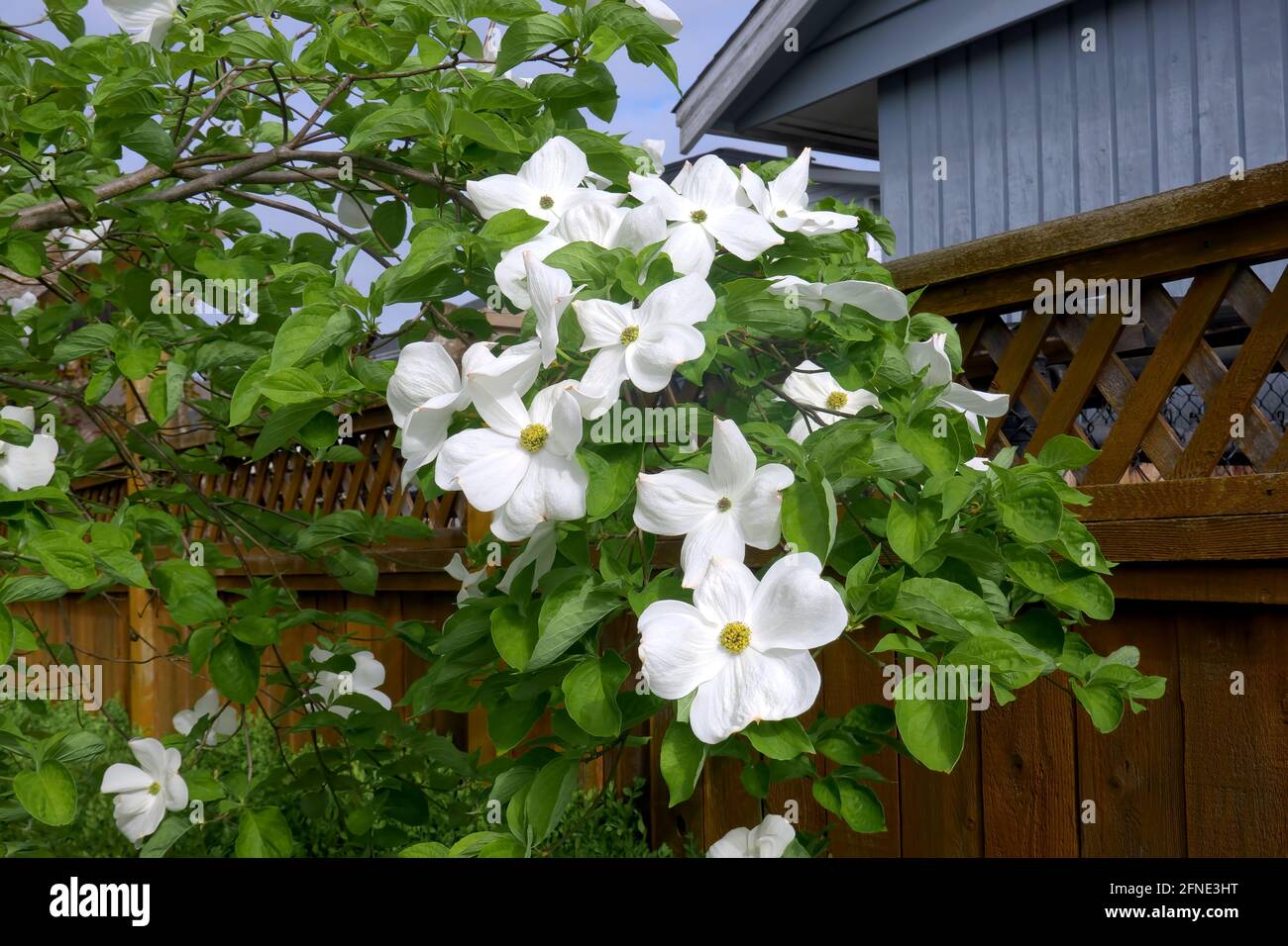 Un ramo di un albero fiorito di Dogwood (Cornus) di fronte ad una recinzione di cedro. Foto Stock