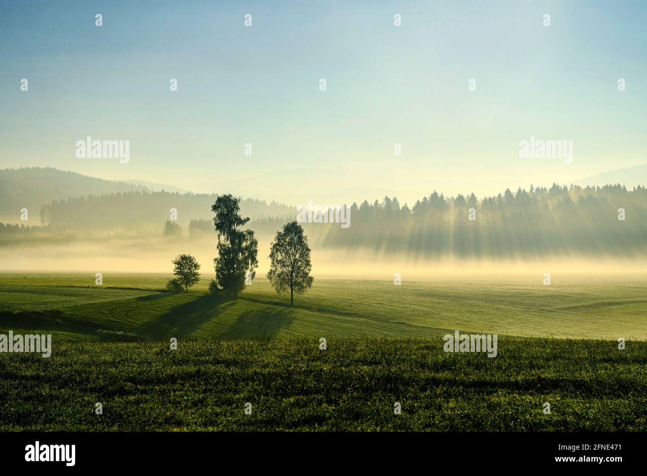 Tre alberi si levano in piedi fuori sulla collina nel mezzo del prato. Al mattino della campagna europea, lo sfondo di pino, nebbia e luce solare è un Foto Stock